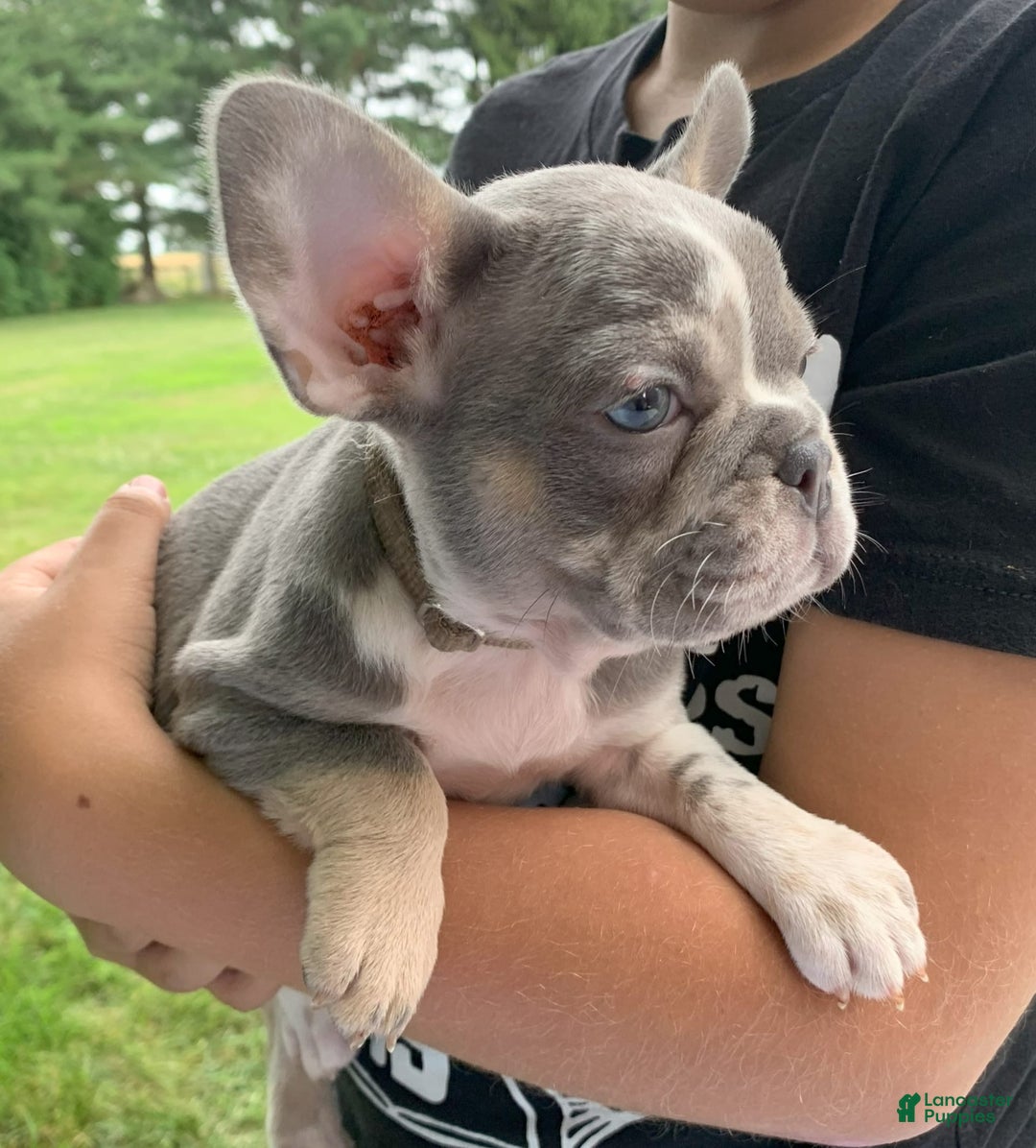 French Bulldog dogs for sale: June - Image 4