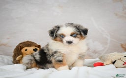 Miniature Australian Shepherd dogs for sale: Isabella - Image 3