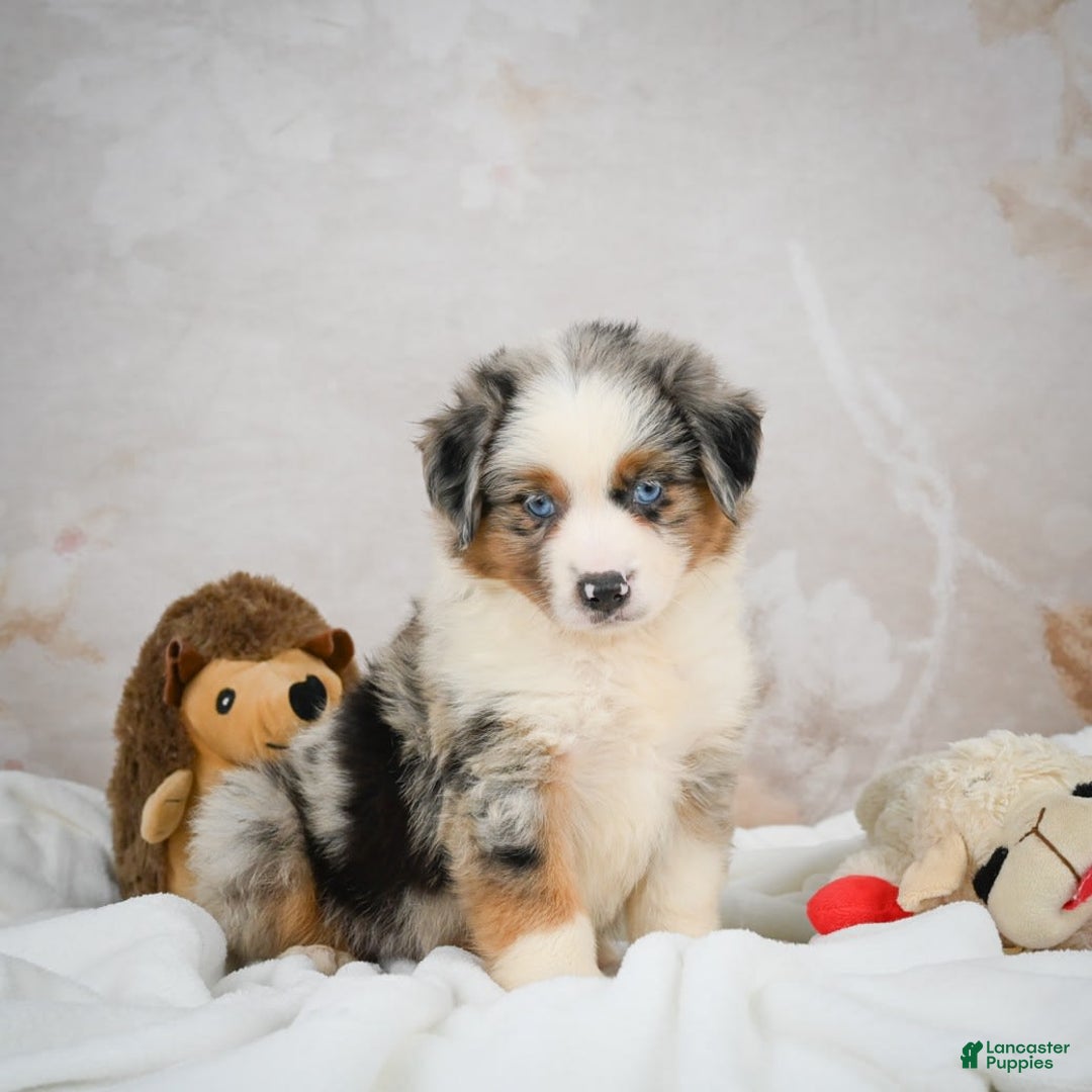 Miniature Australian Shepherd dogs for sale: Isabella - Image 3