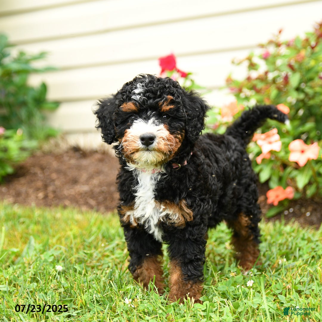 Mini Bernedoodle dogs for sale: Lacey - Image 5