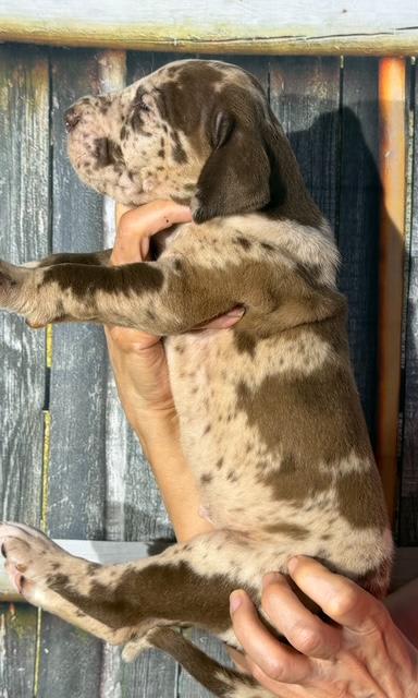 Hope - Chocolate Merle