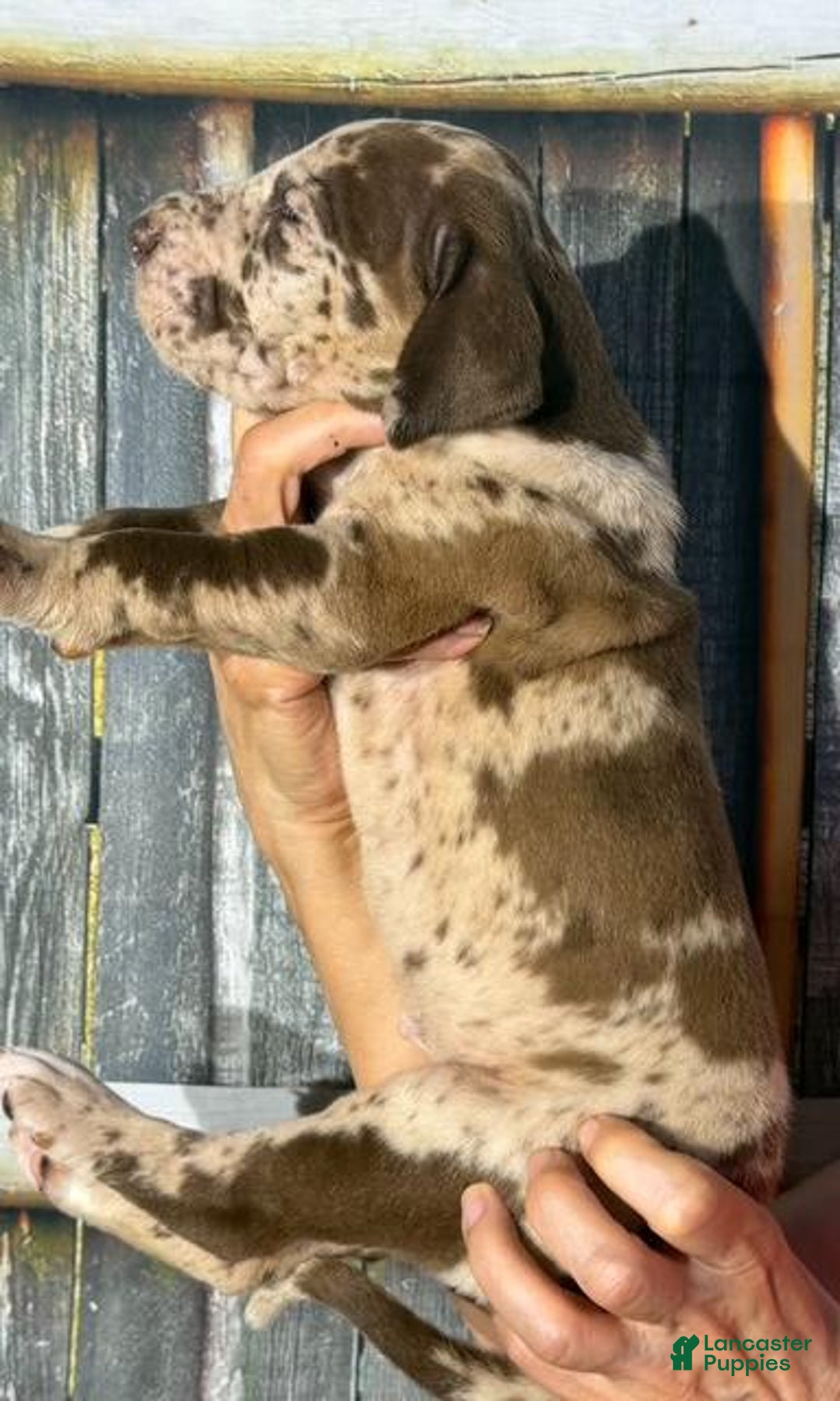 Great Dane dogs for sale: Great Dane 4 puppies - Image 10