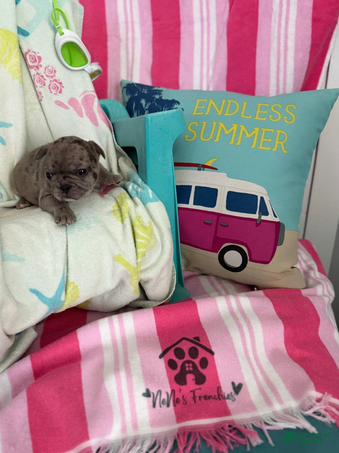 French Bulldog dogs for sale: Akc Blue Merle - Image 8