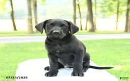Cane Corso dogs for sale: Maple - Image 4