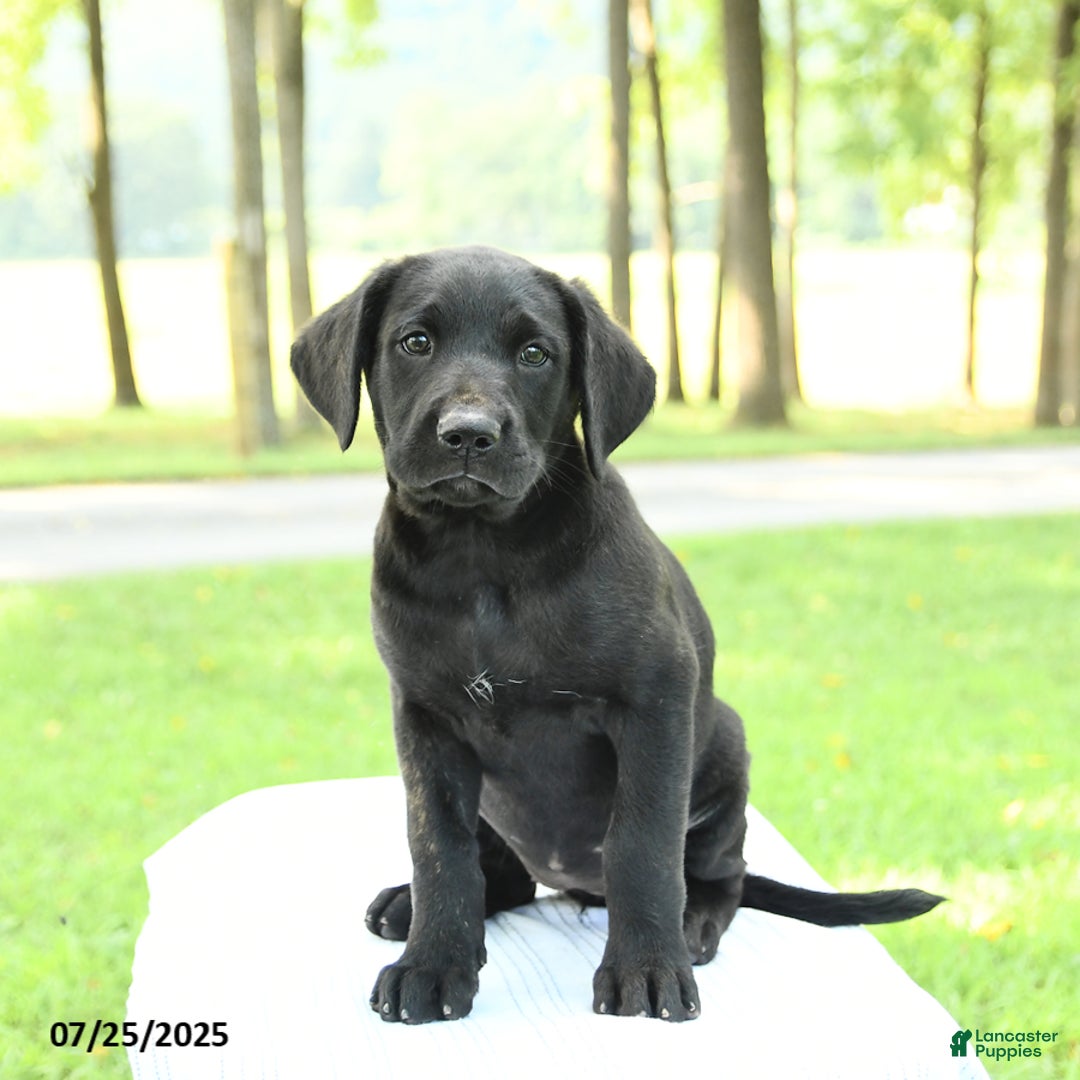Cane Corso dogs for sale: Maple - Image 4