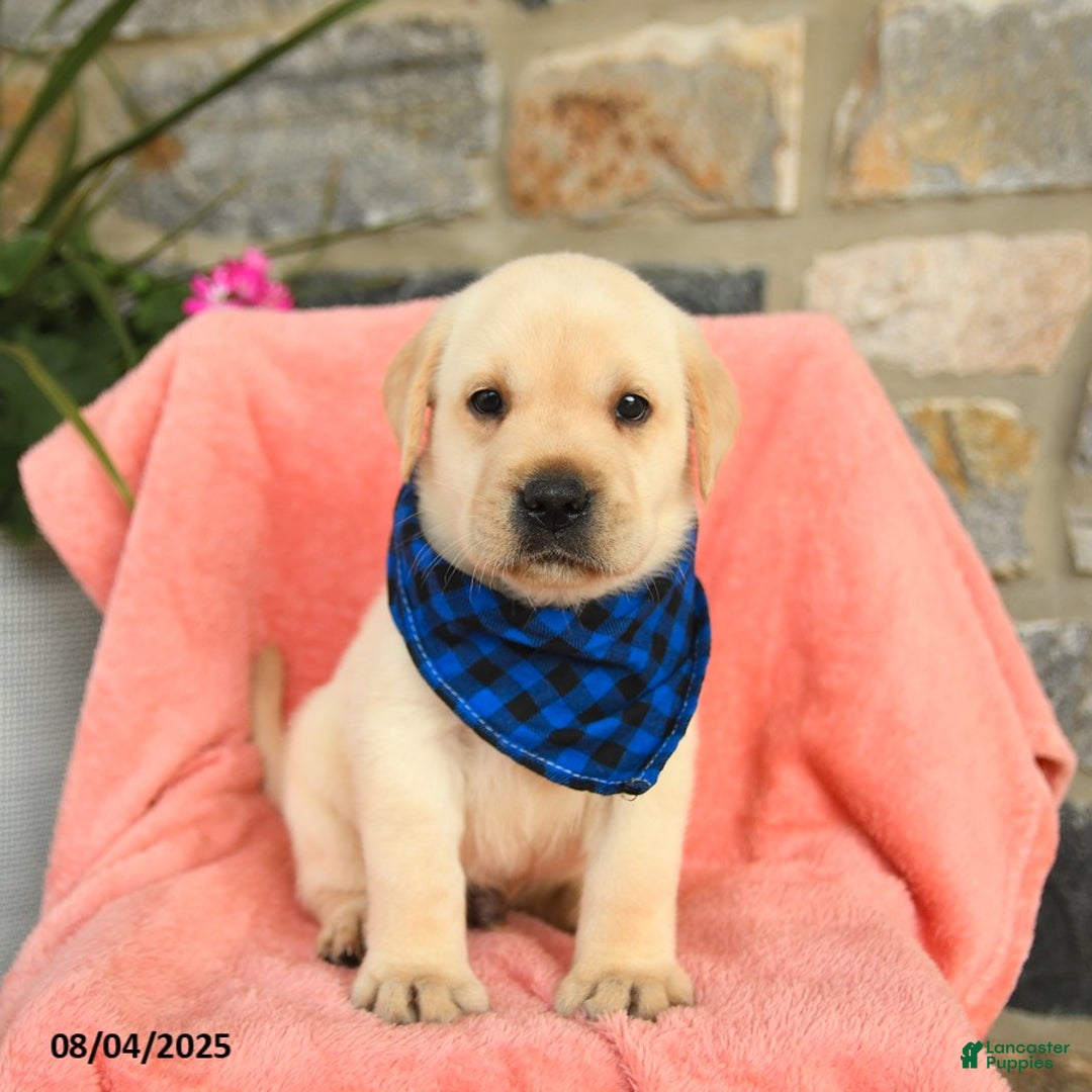 Labrador Retriever dogs for sale: Labrador Retriever 6 puppies - Image 19