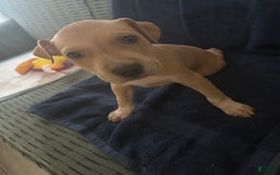 American Pit Bull Terrier dogs for sale: Pretty Boy - Image 2