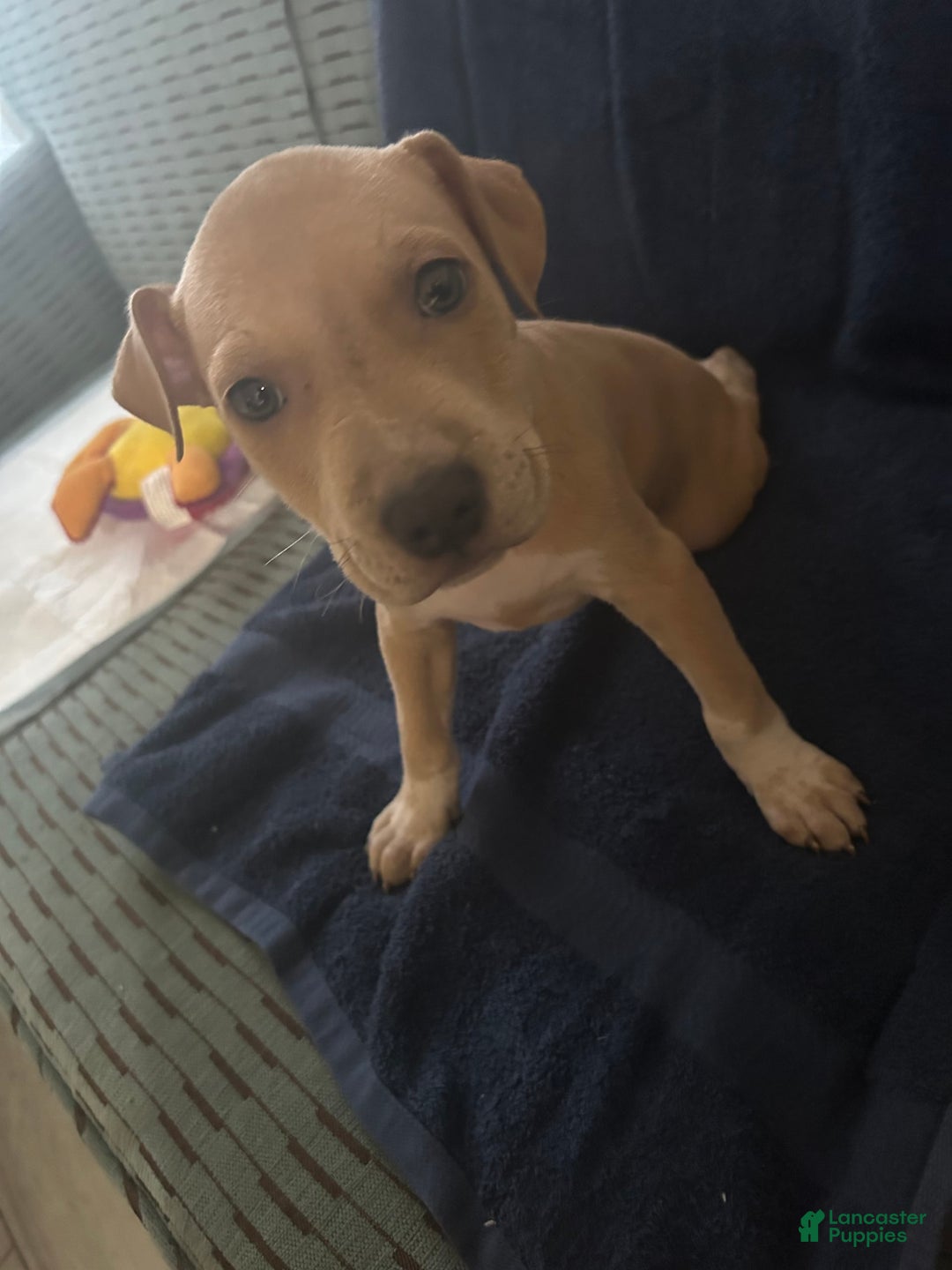 American Pit Bull Terrier dogs for sale: Pretty Boy - Image 2