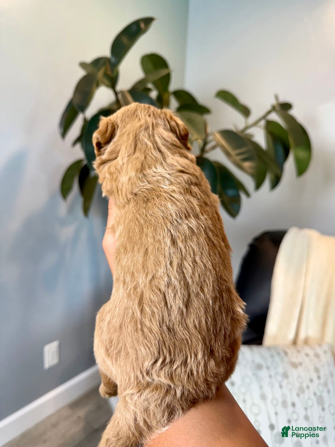 Mini Goldendoodle dogs for sale: Cody - Image 3