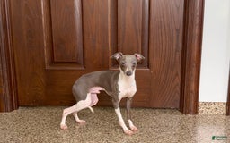 Italian Greyhound dogs for sale: Clayton - Image 1