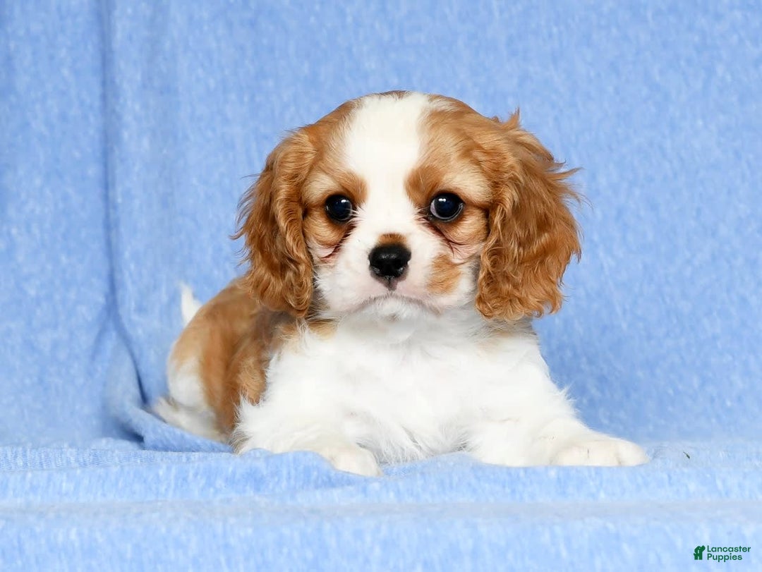Cavalier King Charles Spaniel dogs for sale: Lance - Image 5