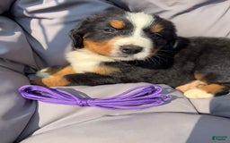 Bernese Mountain Dog dogs for sale: Purple - Image 4