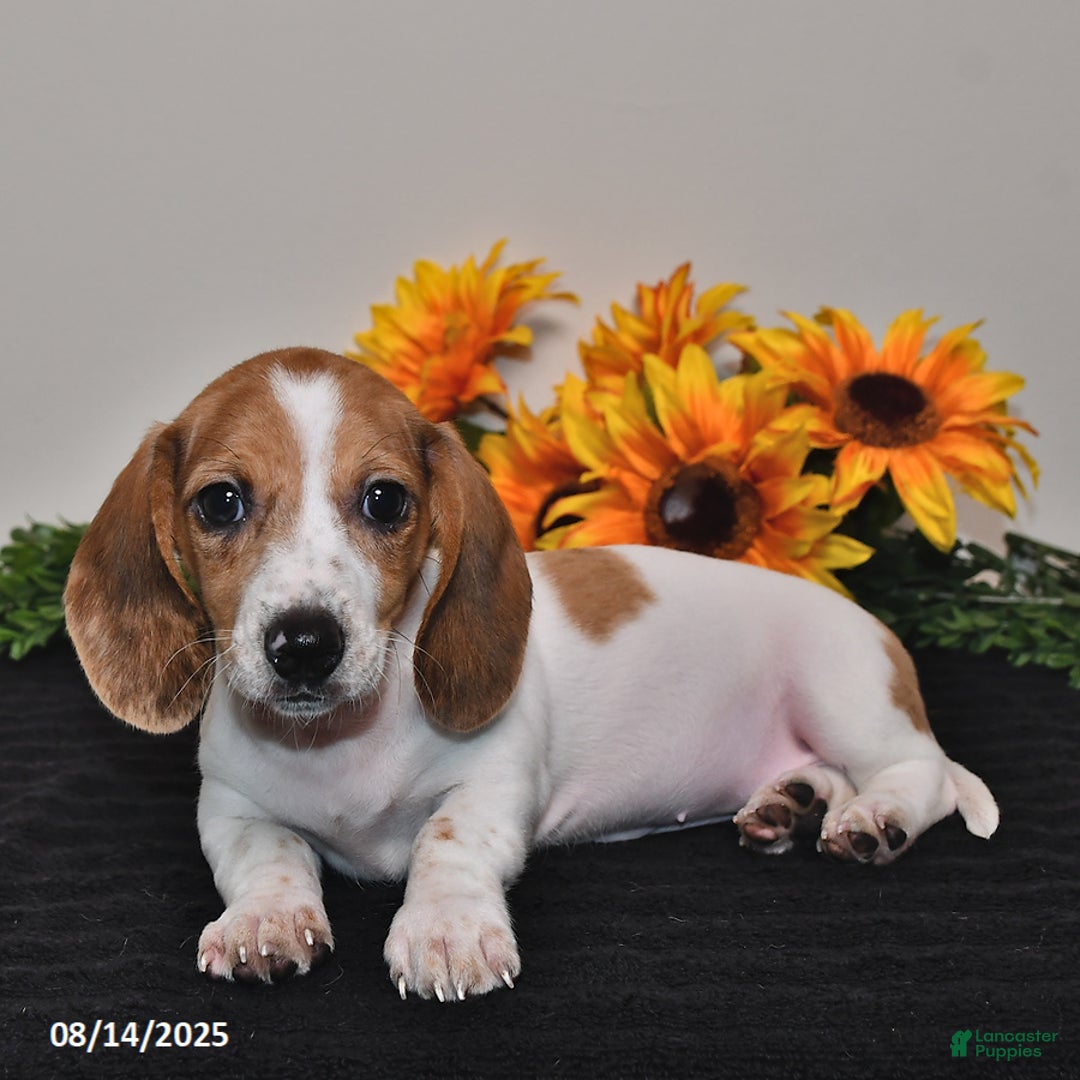 Miniature Dachshund dogs for sale: Rosie - Image 4