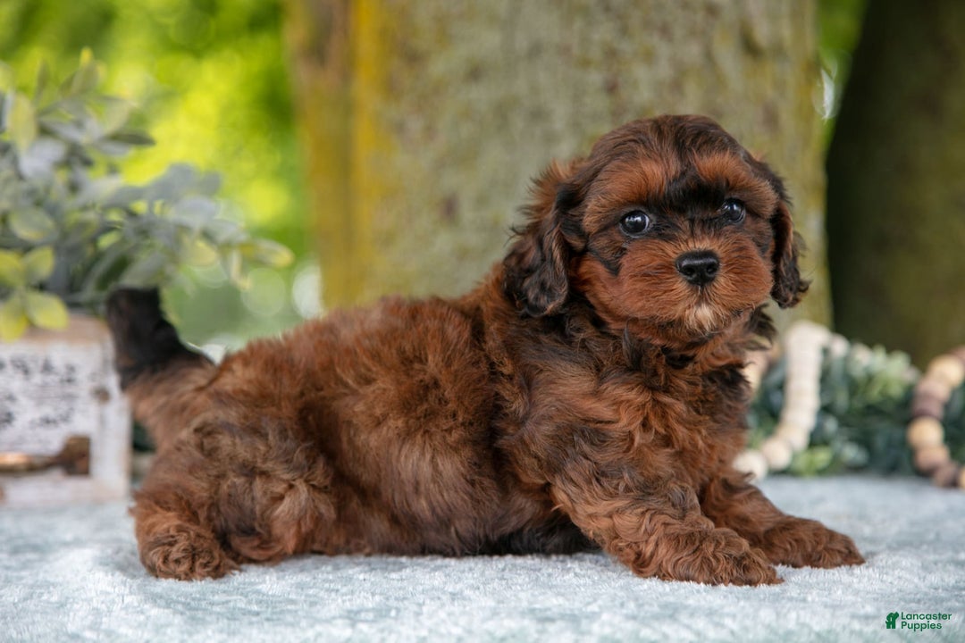 Shihpoo dogs for sale: Maylin - Image 4