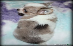Chihuahua dogs for sale: Longhair Cortez - Image 6