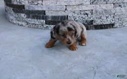 Miniature Dachshund dogs for sale: Carrie Mini - Image 4