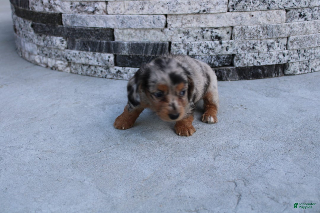 Miniature Dachshund dogs for sale: Carrie Mini - Image 4