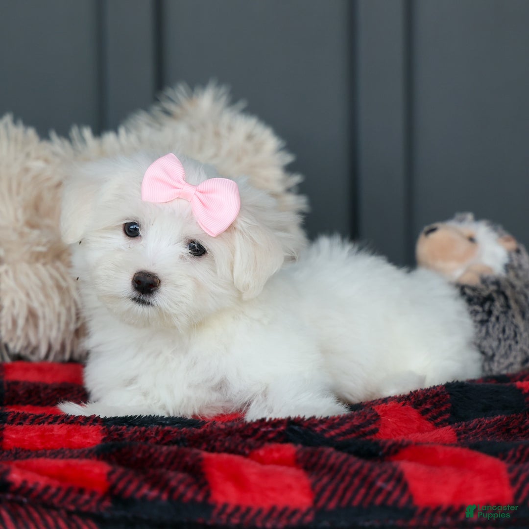 Maltese dogs for sale: Samantha - Image 15