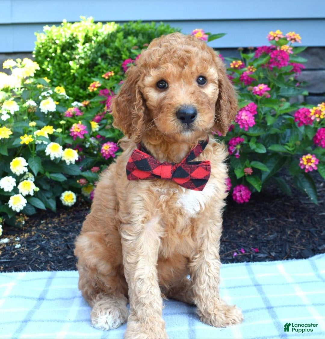 Standard Poodle dogs for sale: Diesel - Image 5