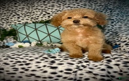 Maltipoo dogs for sale: Hanky - Image 7