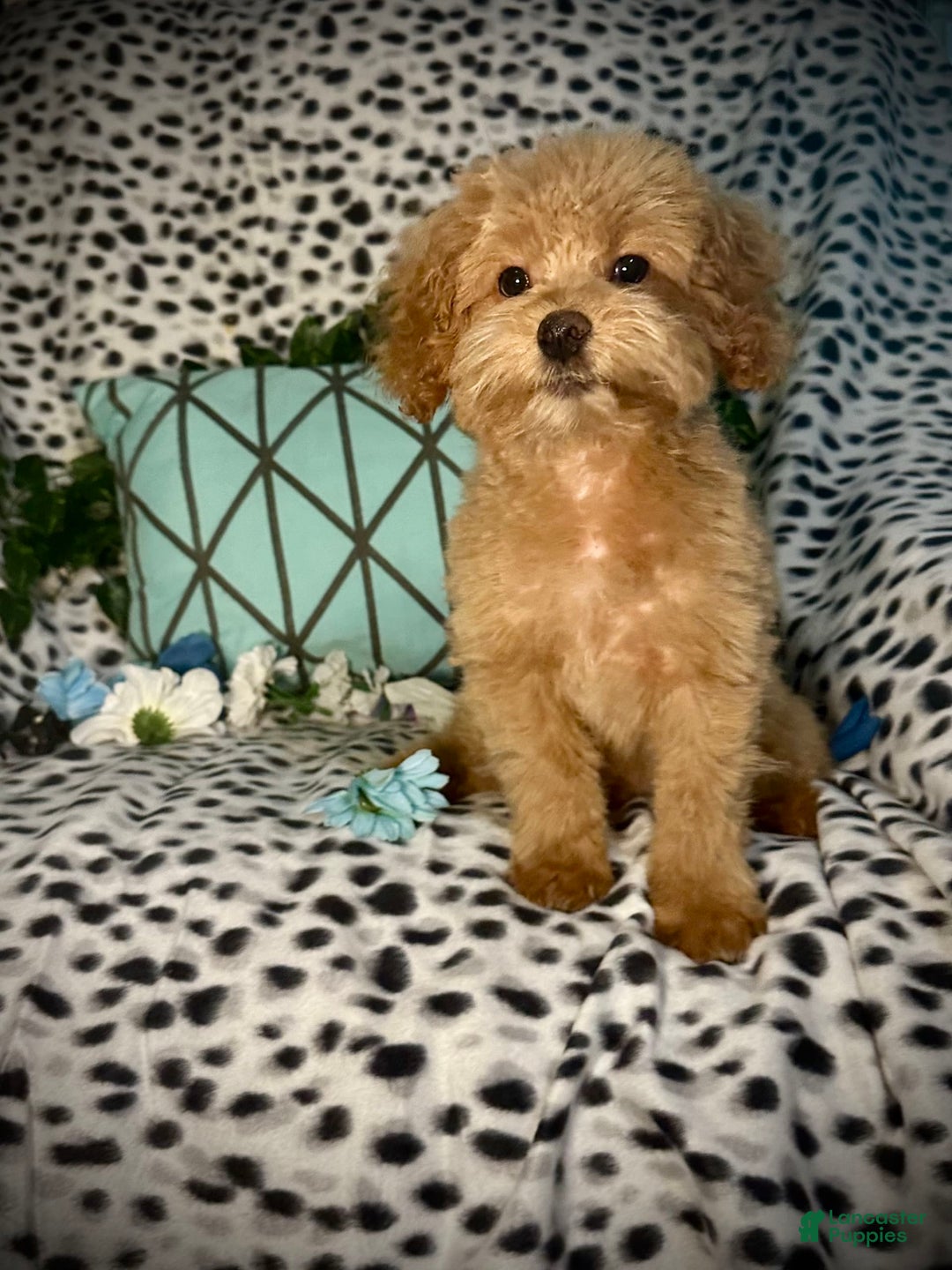 Maltipoo dogs for sale: Hanky - Image 7