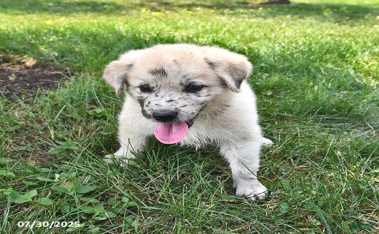 Great Pyrenees dogs for sale - Ad 5