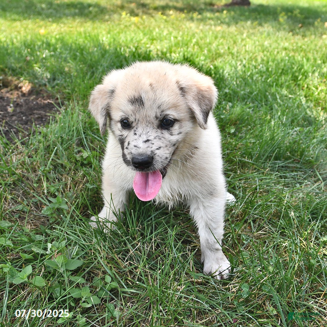 Great Pyrenees dogs for sale: Tucker - Image 1