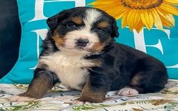 Bernese Mountain Dog dogs for sale: Brianna - Image 1