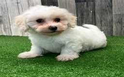 Maltipoo dogs for sale: Joann - Image 1