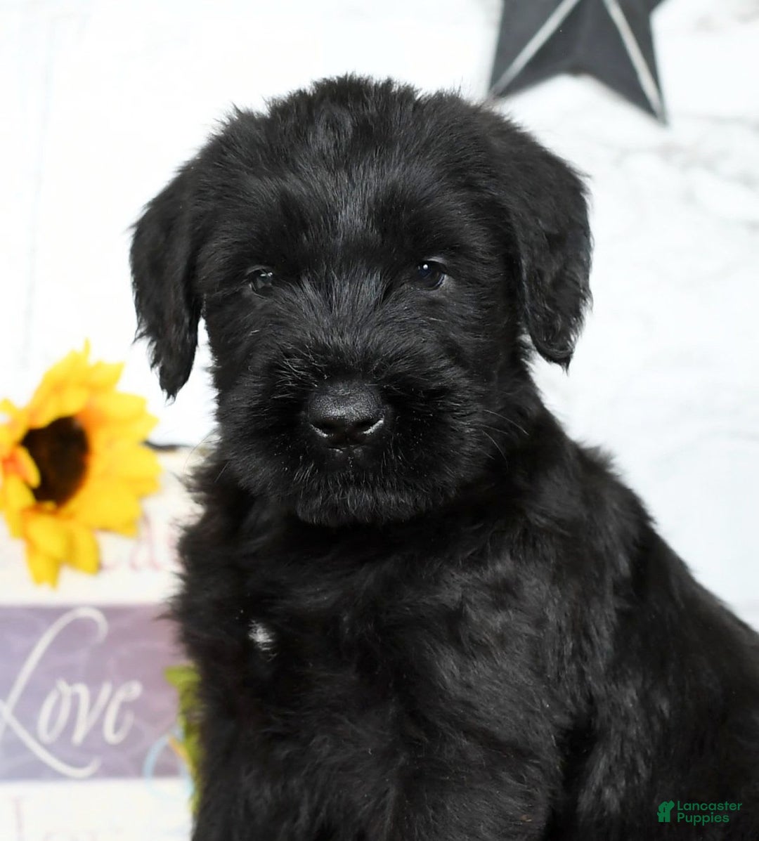 Giant Schnauzer dogs for sale: Teresa Giant - Image 6