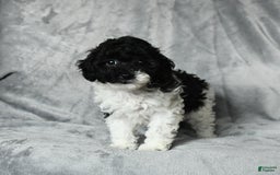 Toy Poodle dogs for sale: Coconut - Image 2