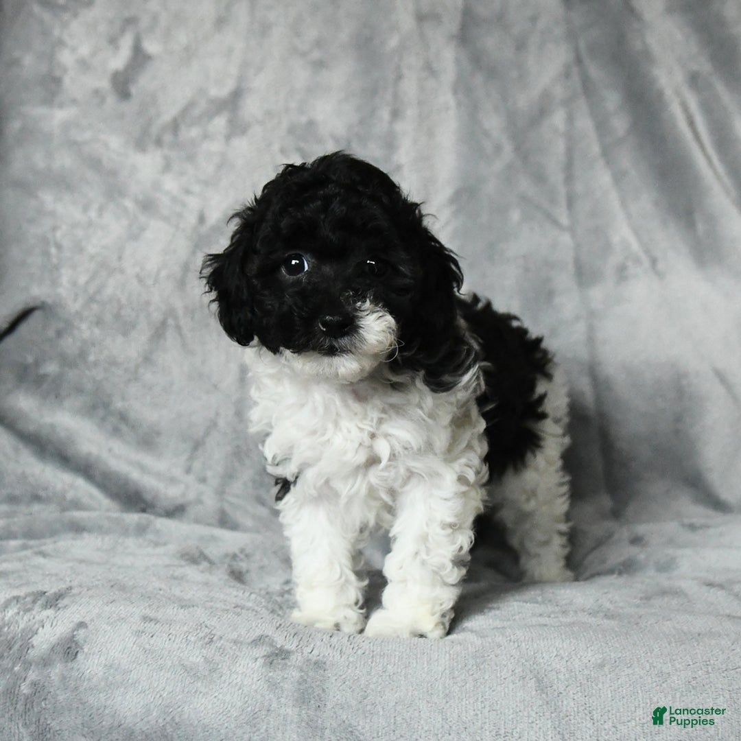 Toy Poodle dogs for sale: Coconut - Image 2