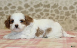 Cavapoo dogs for sale: Skip - Image 5