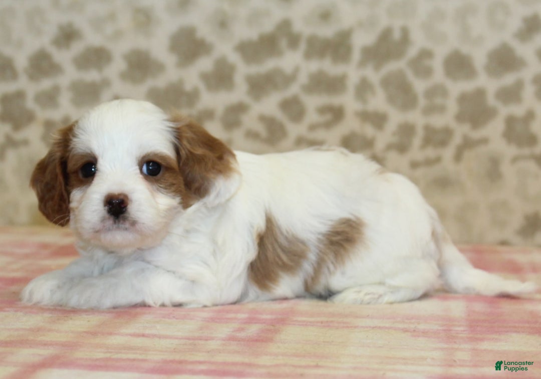 Cavapoo dogs for sale: Skip - Image 5