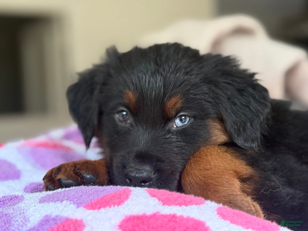 Australian Shepherd dogs for sale: Keotie - Image 5