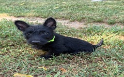Scottish Terrier dogs for sale: Reese - Image 3