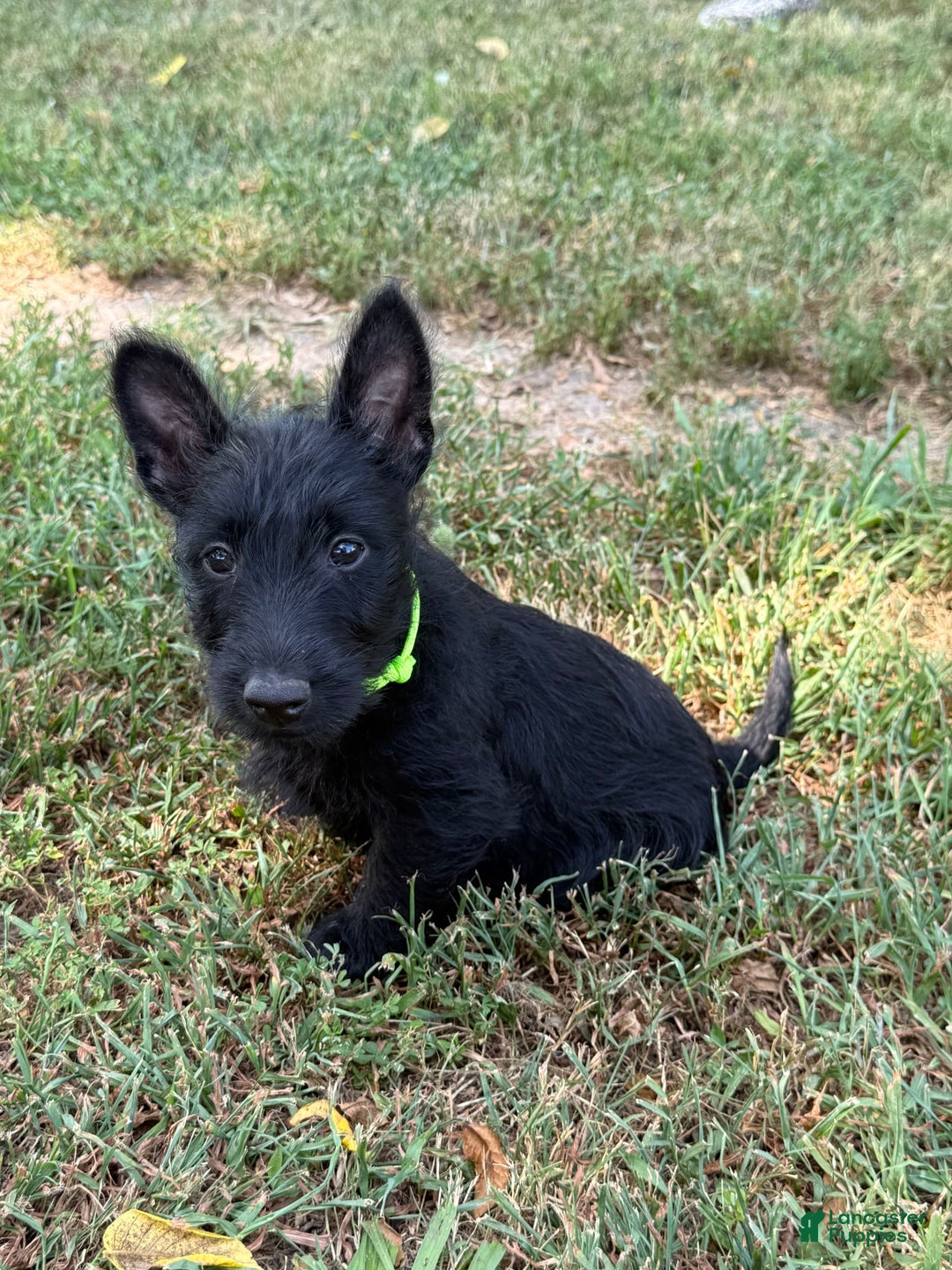 Scottish Terrier dogs for sale: Reese - Image 3