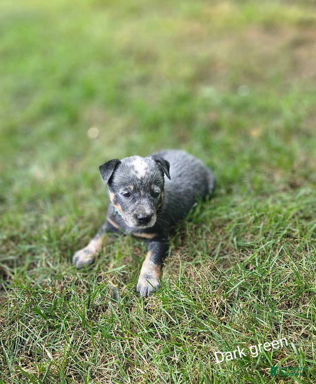 Australian Cattle Dog dogs for sale: Milo - Image 1