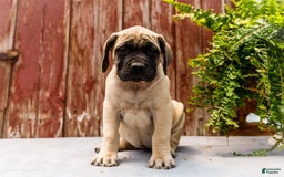 English Mastiff dogs for sale: Hazel - Image 10