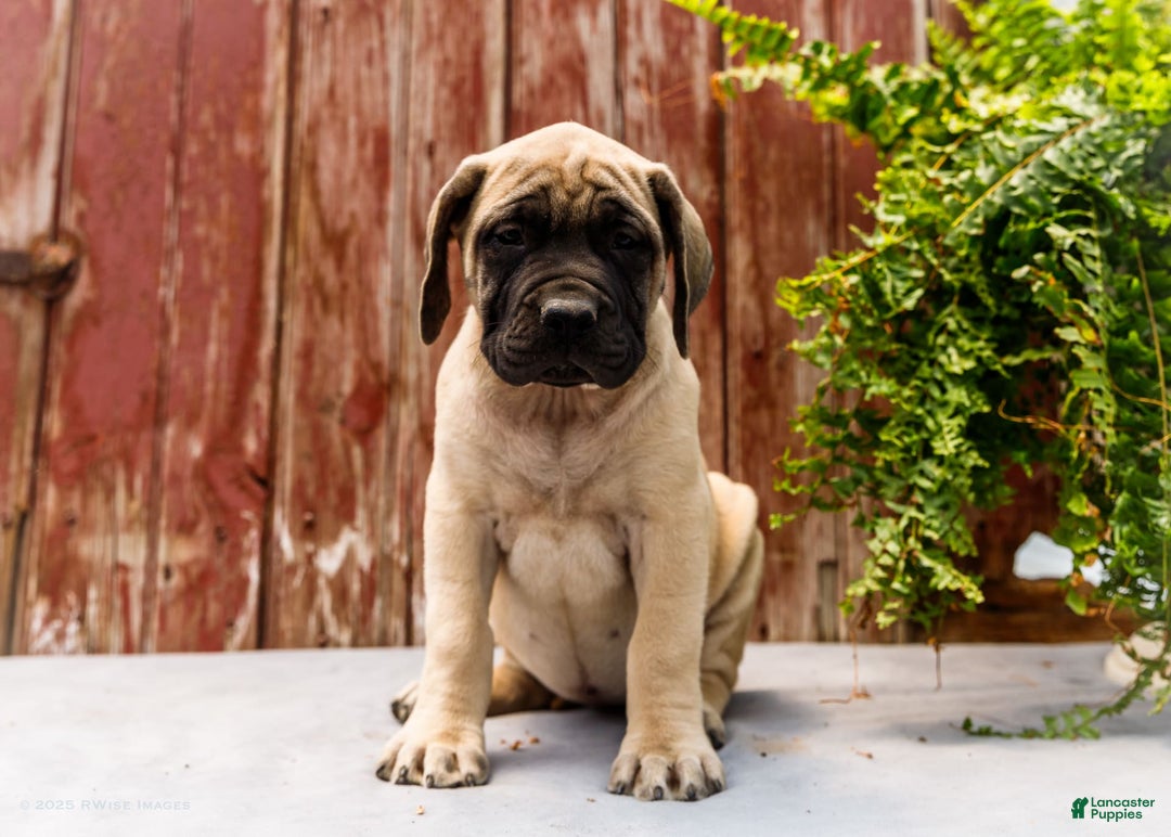 English Mastiff dogs for sale: Hazel - Image 10