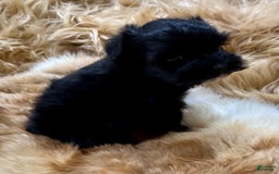 Miniature Schnauzer dogs for sale: Hawkeye - Image 5
