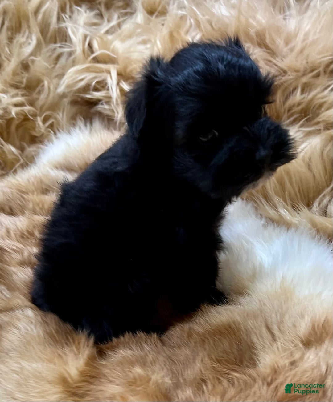 Miniature Schnauzer dogs for sale: Hawkeye - Image 5