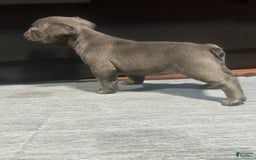 French Bulldog dogs for sale: Starbucks - Image 7