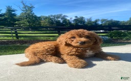 Mini Goldendoodle dogs for sale: Delilah - Image 5