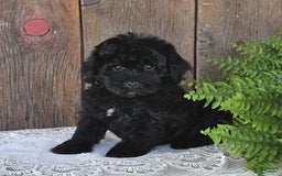 Havapoo dogs for sale: Hawk - Image 8
