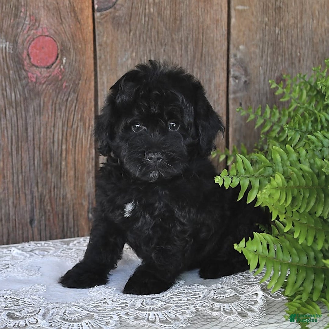 Havapoo dogs for sale: Hawk - Image 8