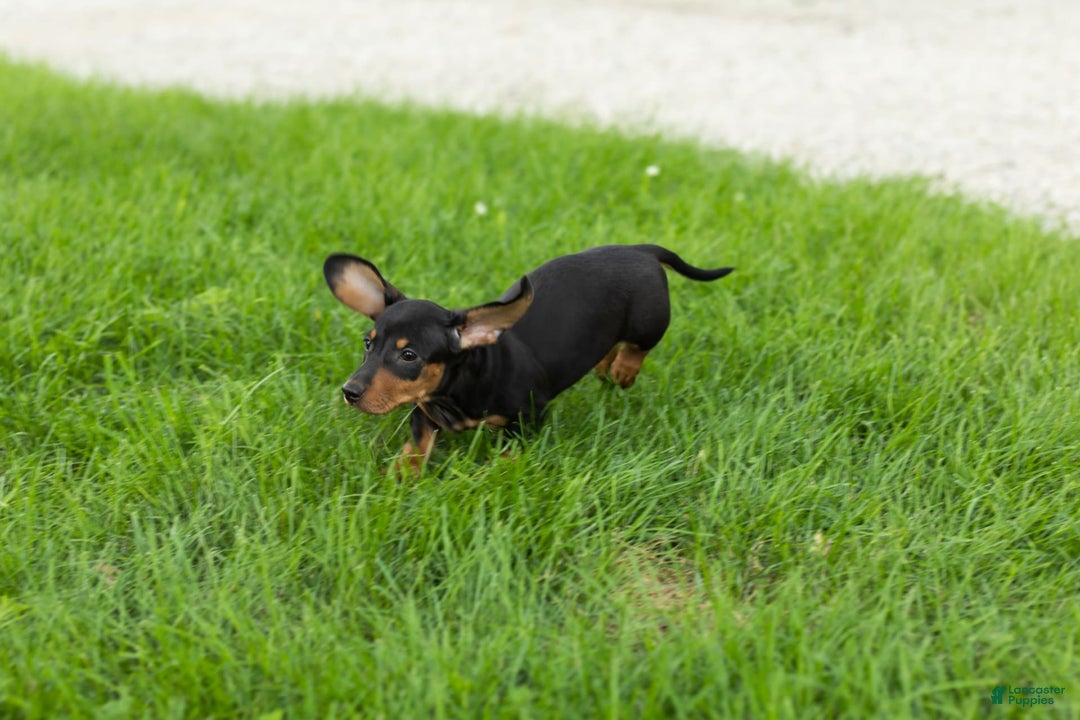 Miniature Dachshund dogs for sale: Miniature Dachshund 4 puppies - Image 3
