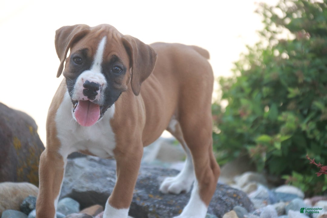 Boxer dogs for sale: Stacy - Image 9