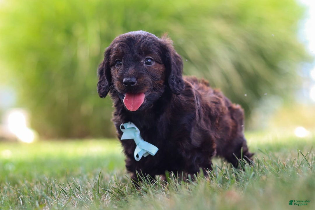 Miniature Dachshund dogs for sale: Marochino - Image 2