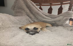 German Shepherd dogs for sale: Golden - Image 3